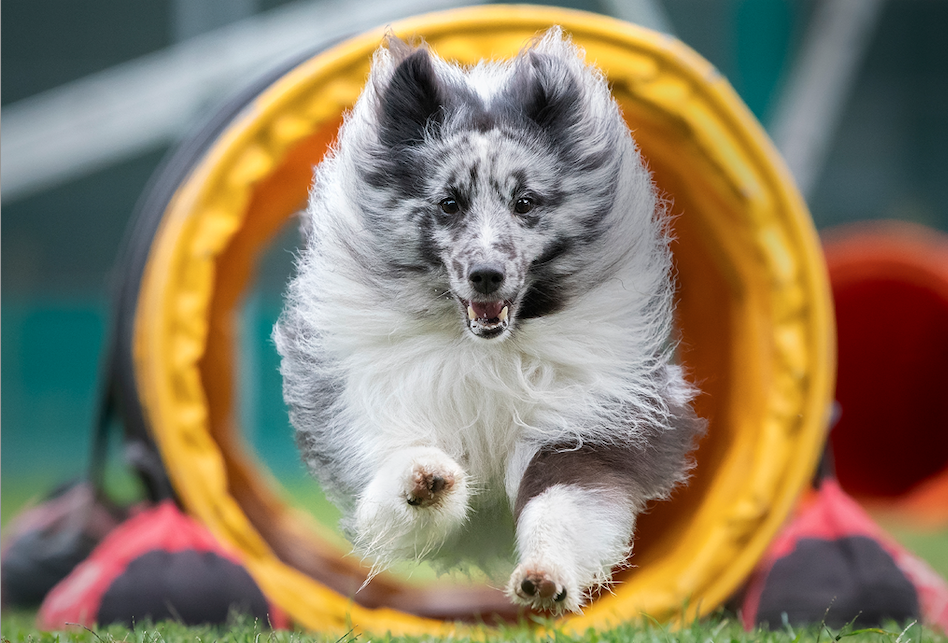 Stage di agility con Alexandre Delrez