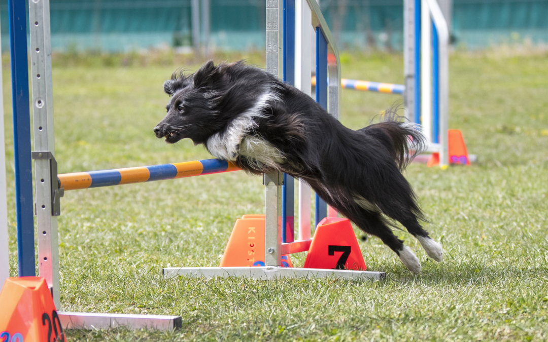 Stage di agility con Alexandre Delrez