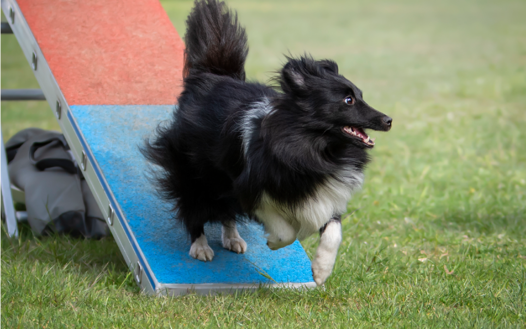 Stage di agility con Alexandre Delrez