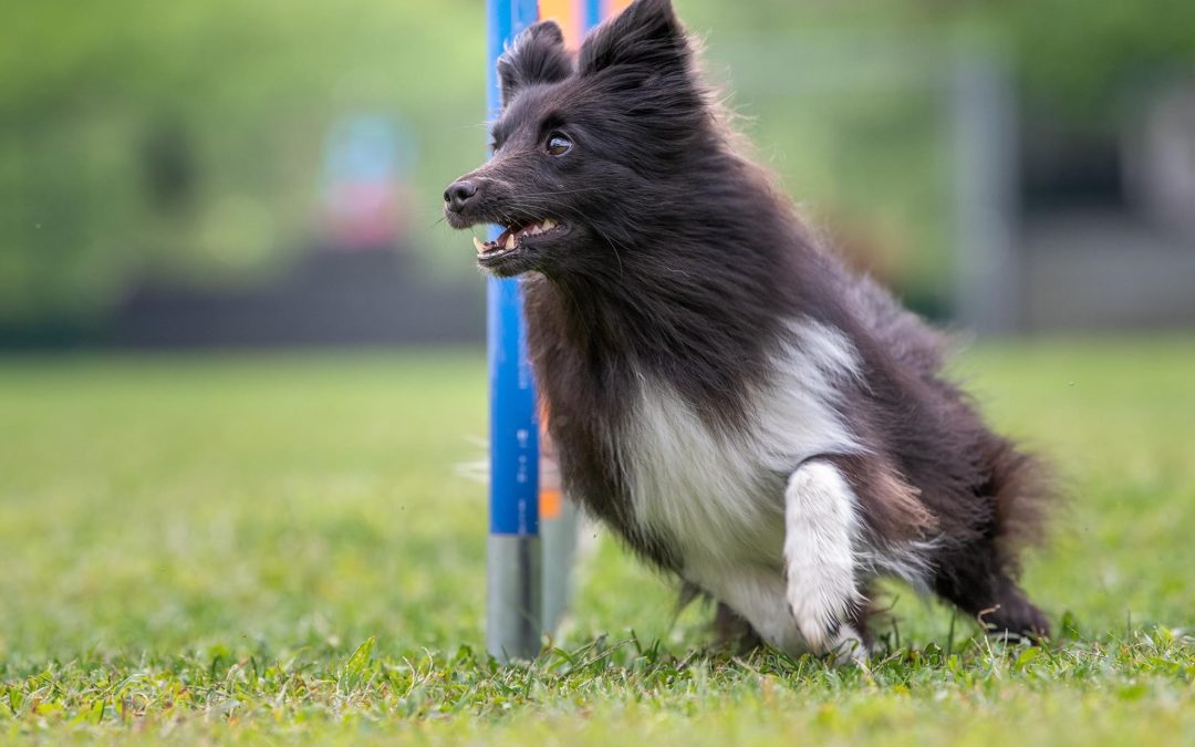 Stage di agility con Alexandre Delrez