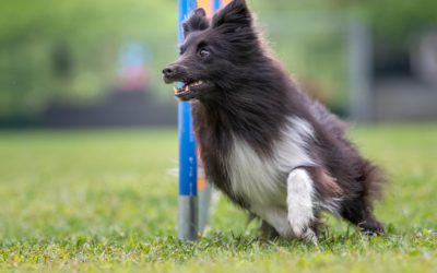 Corso di approccio all’agility (5 lezioni)