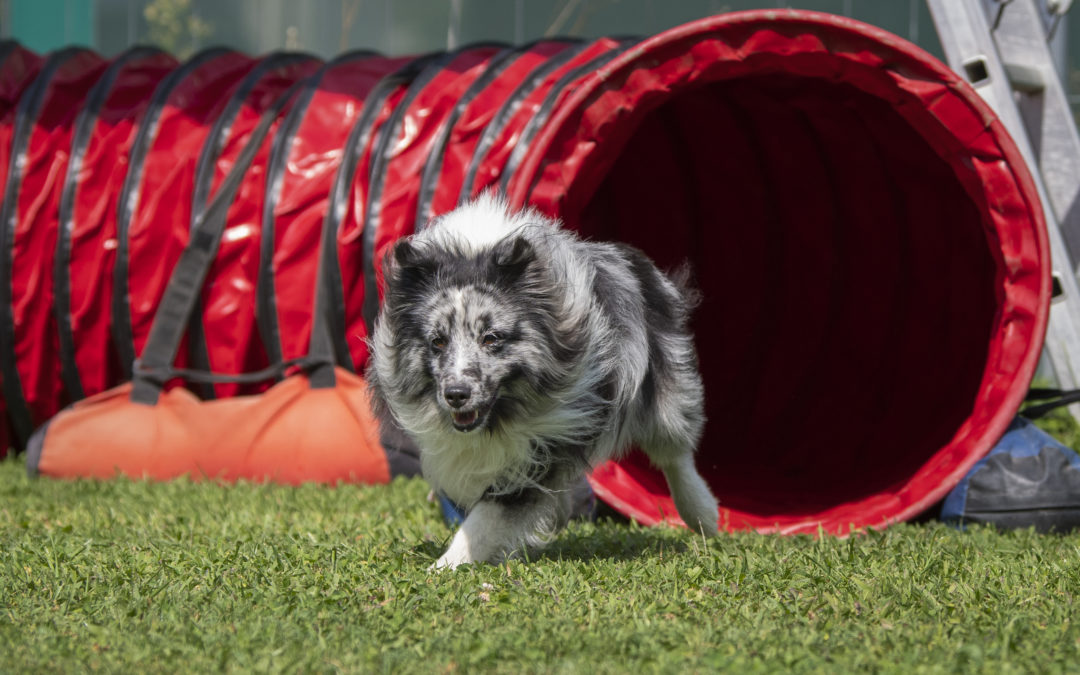 Stage di agility con Alexandre Delrez