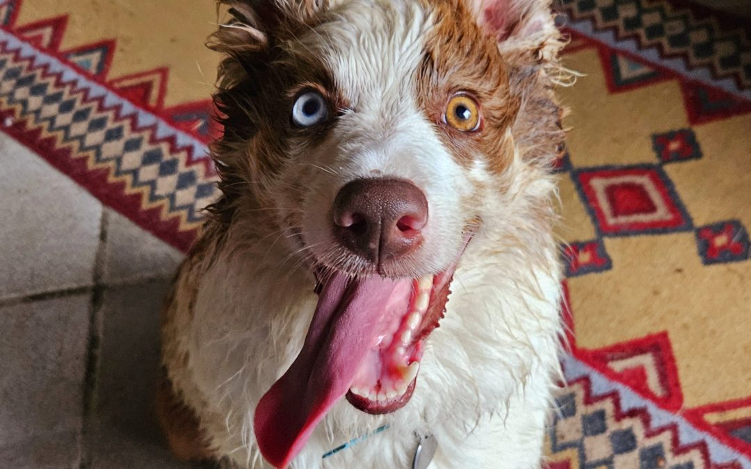 “Aiuto, il mio cane non mi ascolta” – 27 settembre 2024