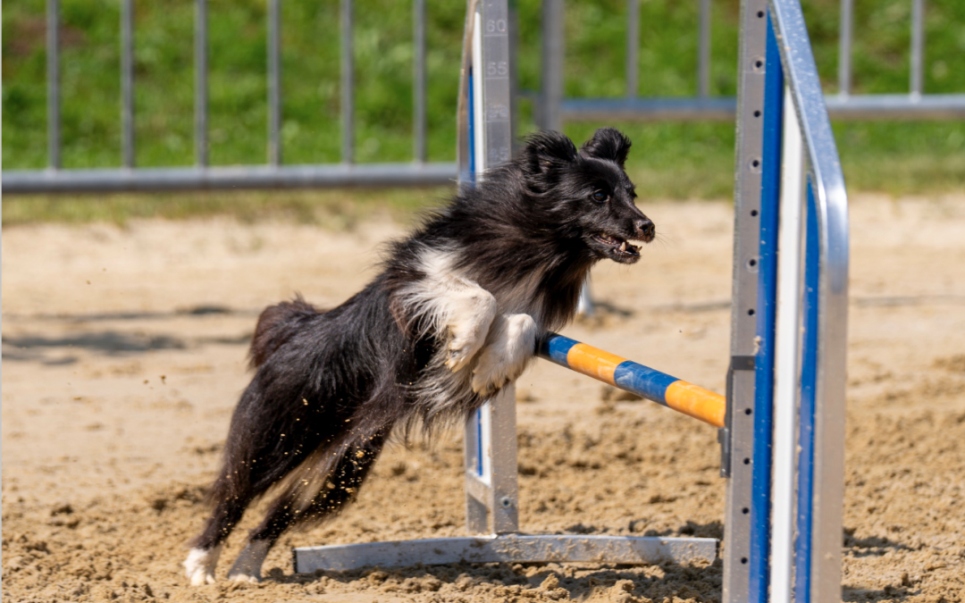 Stage di agility con Alexandre Delrez