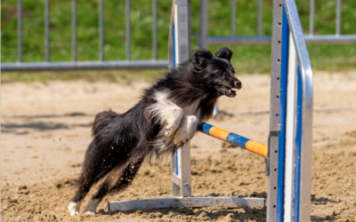 Stage di agility con Alexandre Delrez