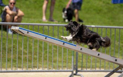 Stage di agility con Alexandre Delrez