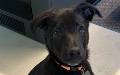 Corso teorico obbligatorio per futuri detentori di cani