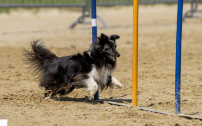 Stage di agility con Alexandre Delrez
